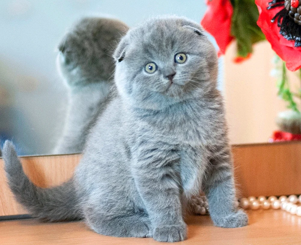 Britische lop cat grau