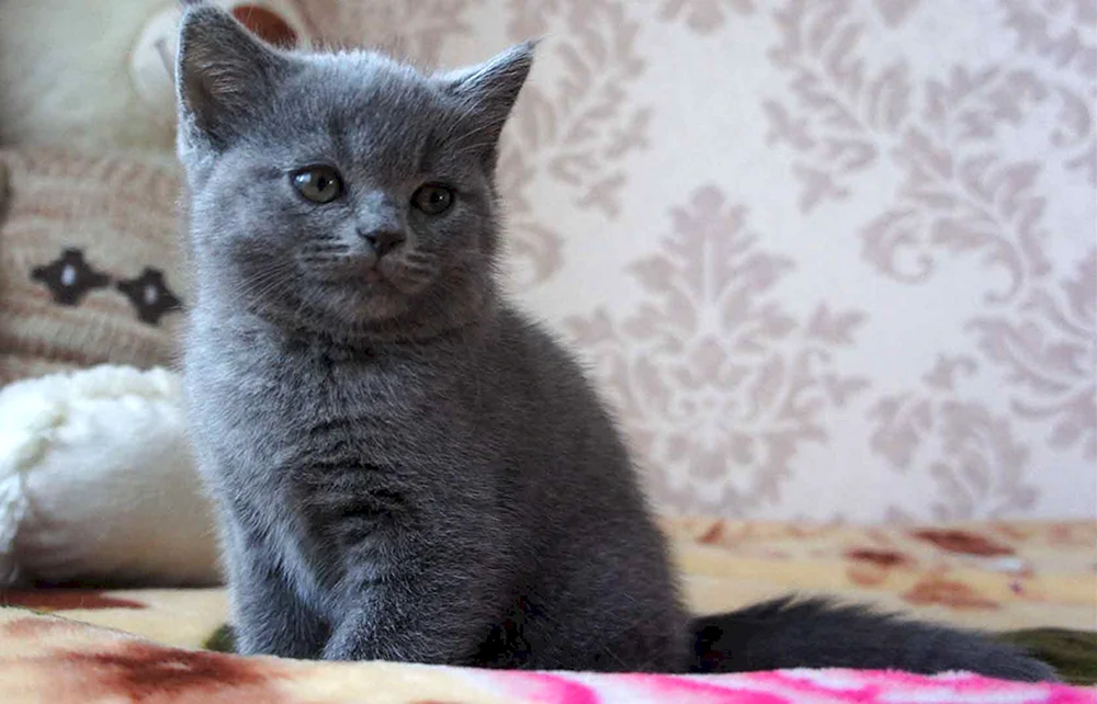 Schottische schottische schottische Gerade Katze
