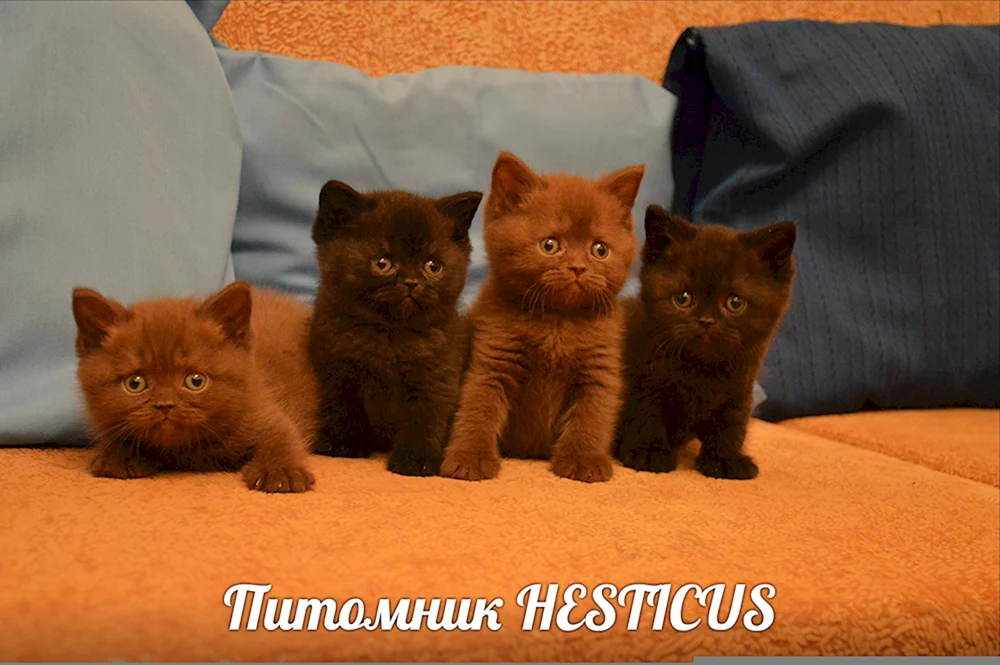 Britische Kurzhaar Zimtkatze