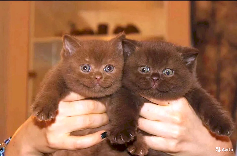 Schokolade Britische Schopfohrkatze