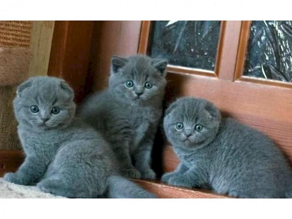 Britische Fleckenkatze blau