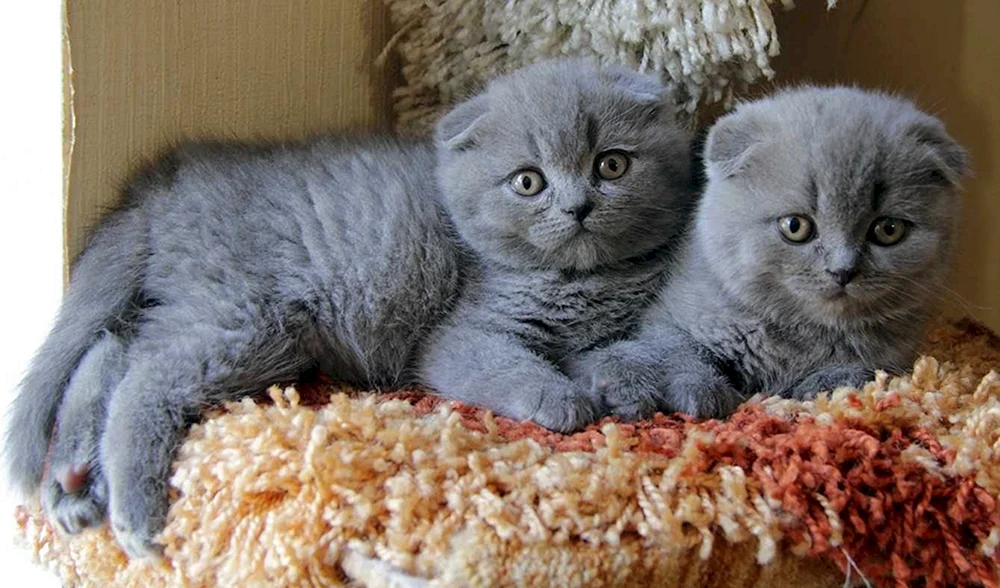 Schottische Fleckenkatze blau. Scottish Fold blau