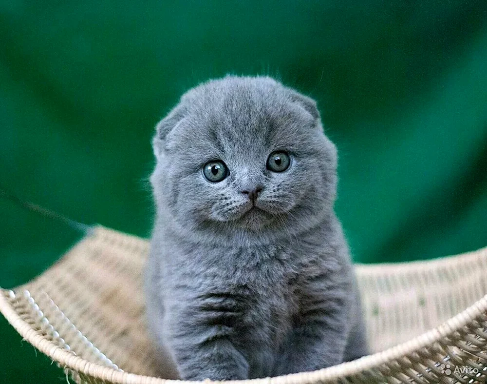 Schottische lop cat Kätzchen