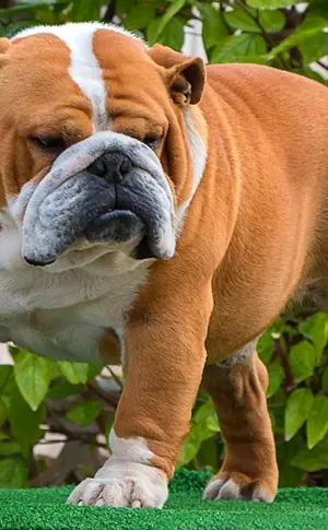 Britische Bulldogge