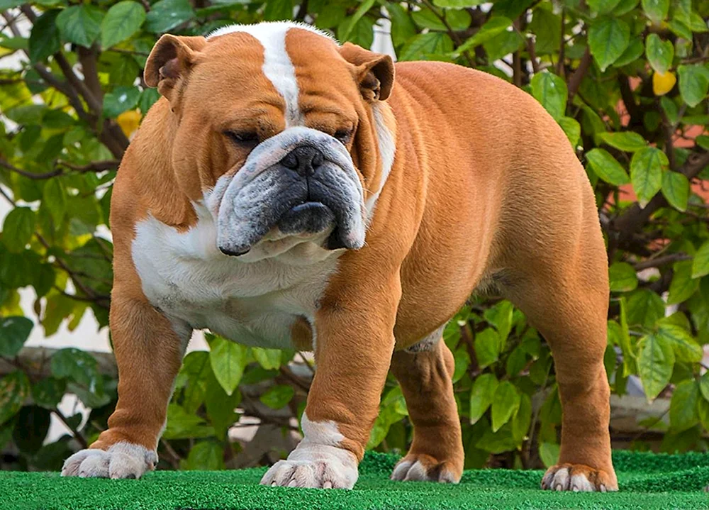 Britische Bulldogge