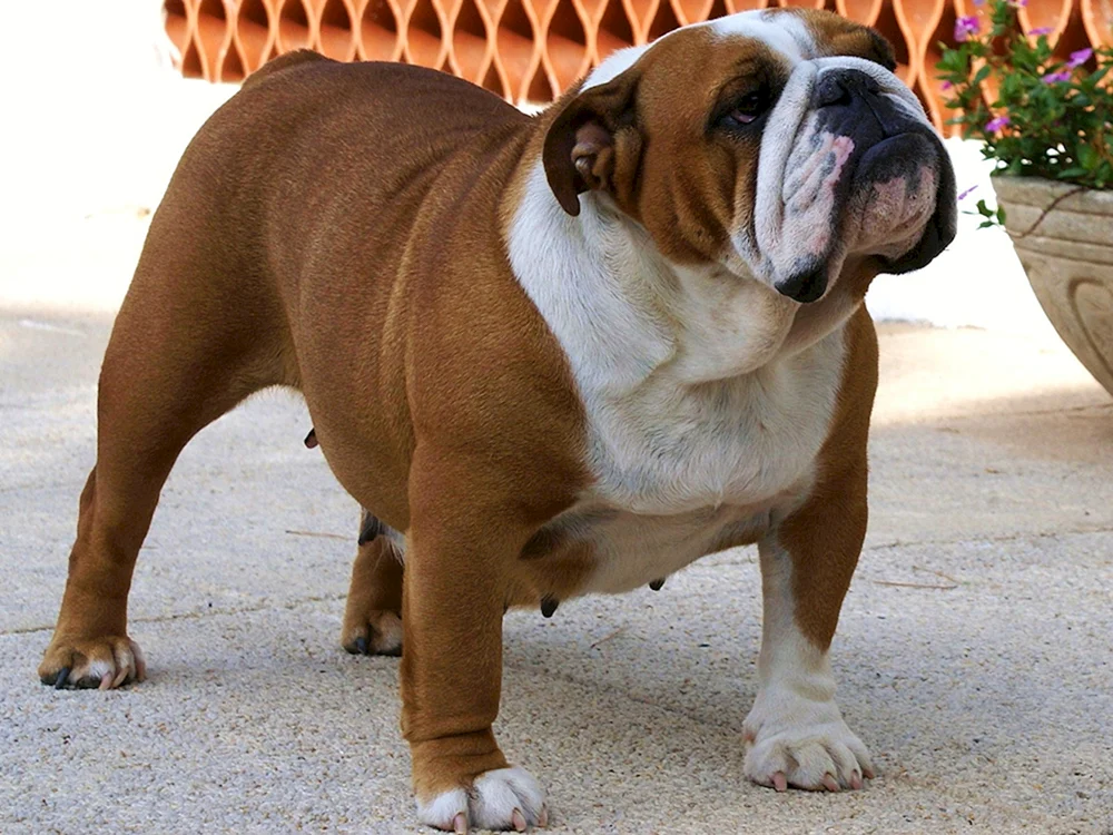 Britische Bulldogge