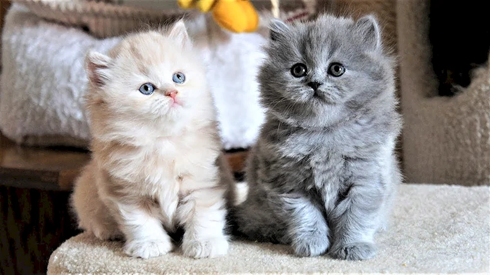 Britische Hochland Langhaarkatze