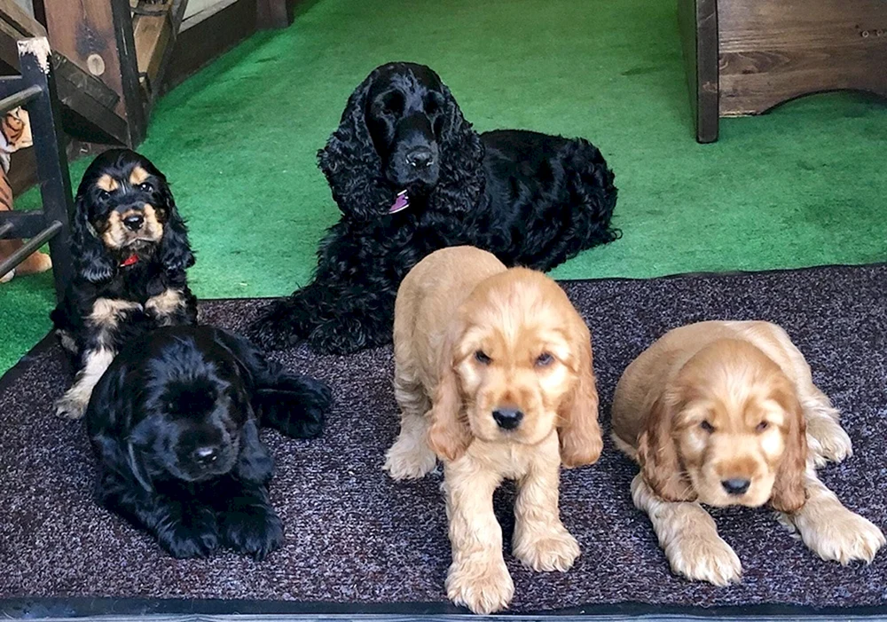 Hahn spaniel