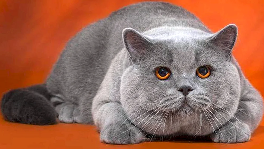 Britische Kurzhaarkatze