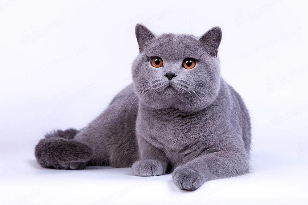 Britische Kurzhaarkatze