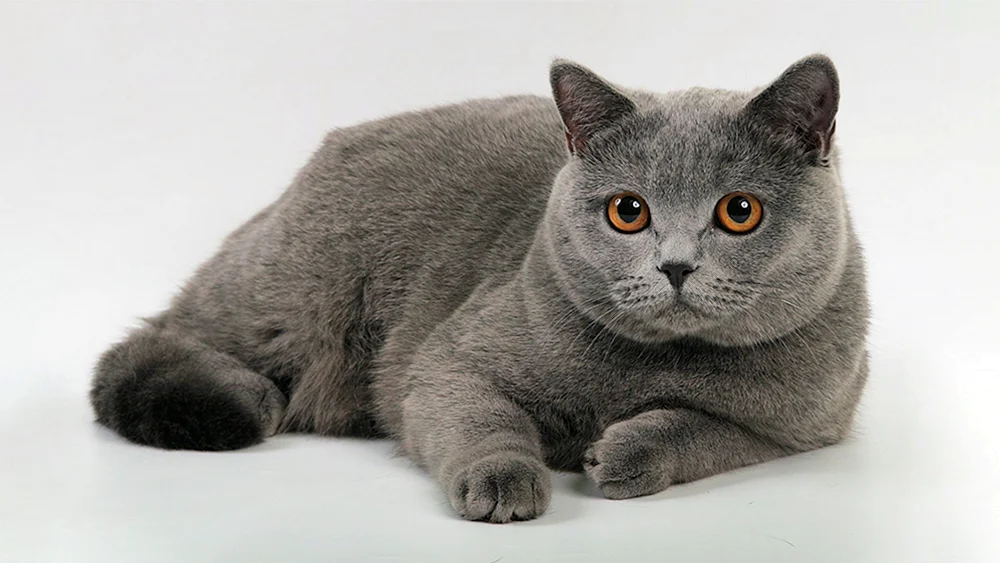 Britische Kurzhaarkatze