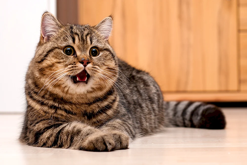 Britisch Kurzhaar Katze gestreift