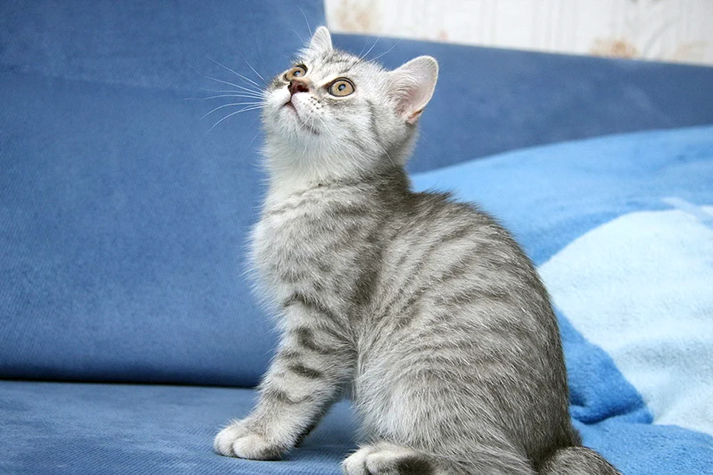 Britisch Kurzhaarkatze gestreift