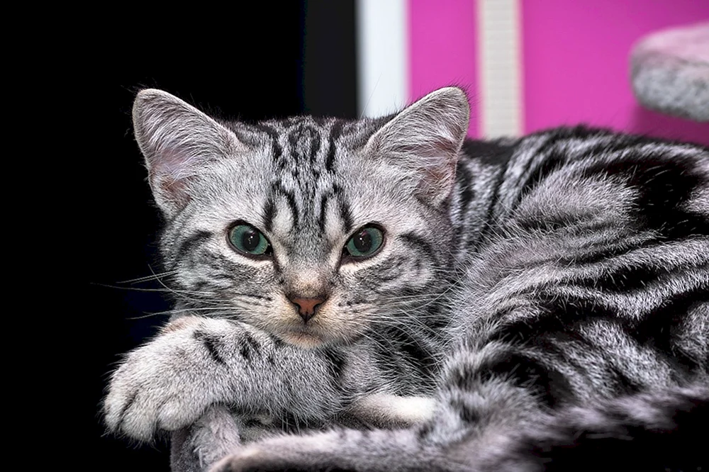 Britisch Kurzhaar Katze gestromt