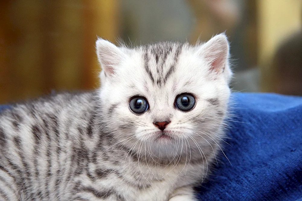 Marbled Manx gestreift
