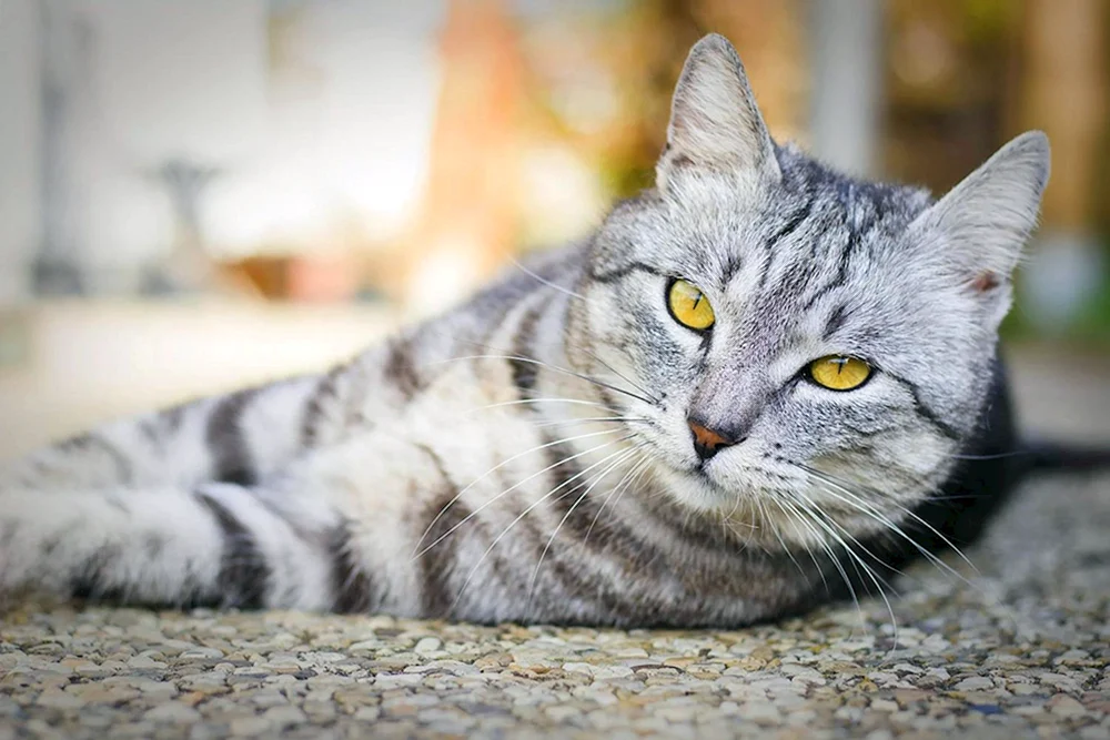 Britische Kurzhaarkatze gestreift
