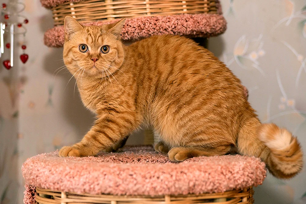 Britisch Kurzhaar Katze ginger
