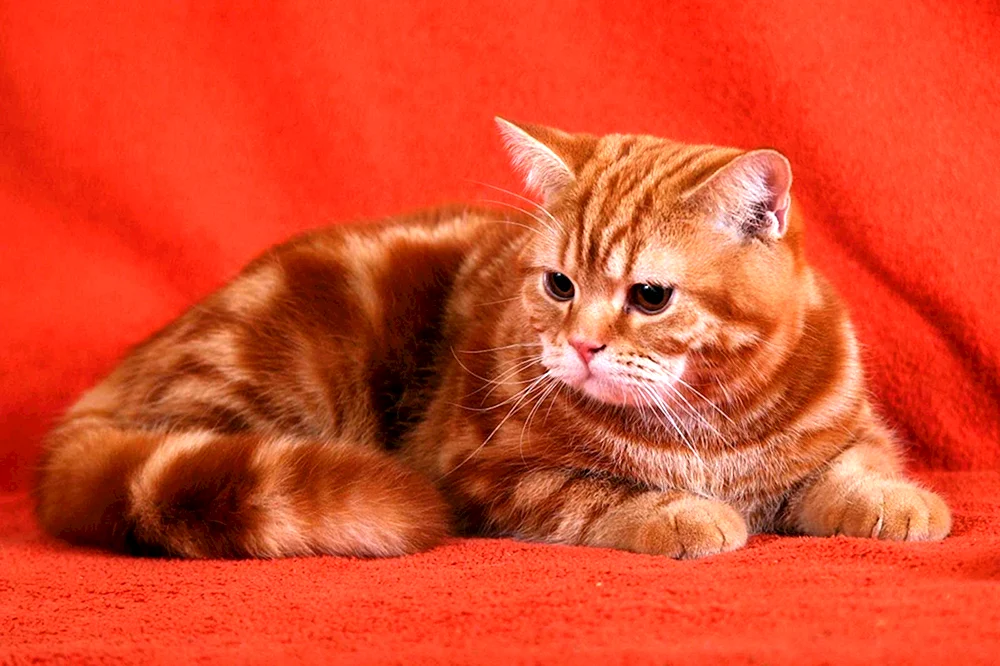 Britisch Kurzhaar Katze ginger