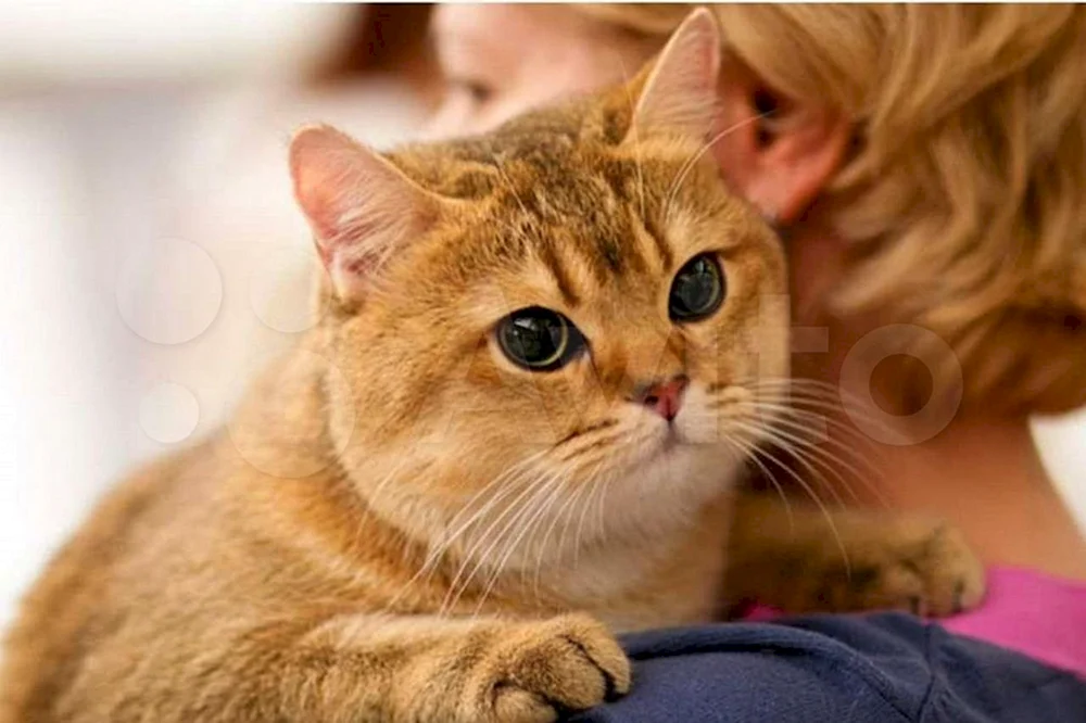 Britisch Kurzhaar Katze rot