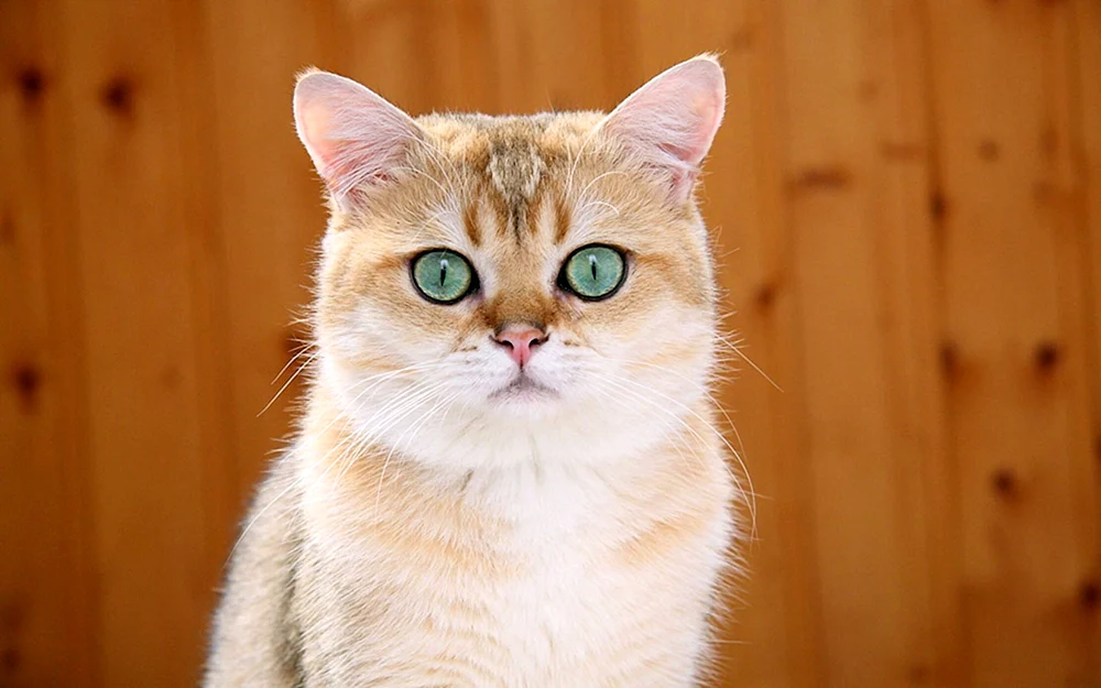 Britische Kurzhaarkatze rot