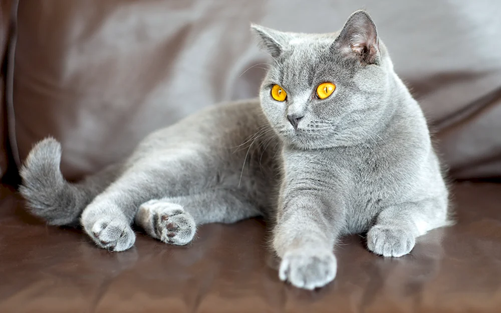 Britisch Kurzhaar Katze chartreuse