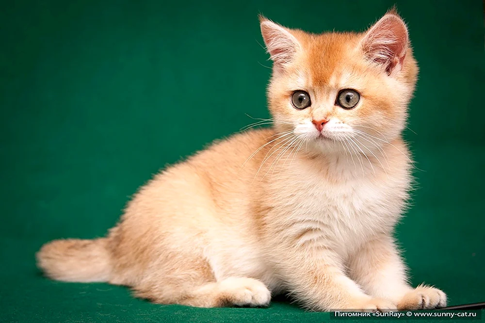 Schottisch Kurzhaar Katze Scottish Fold schottische Schopfohrkatze ingwer