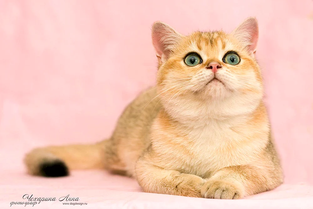 Britische Katze Golden Chinchilla Kurzhaarkatze