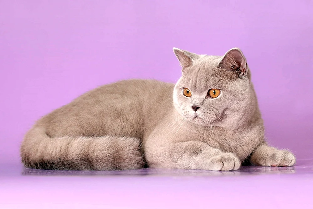 Britische Kurzhaar lilac Katze