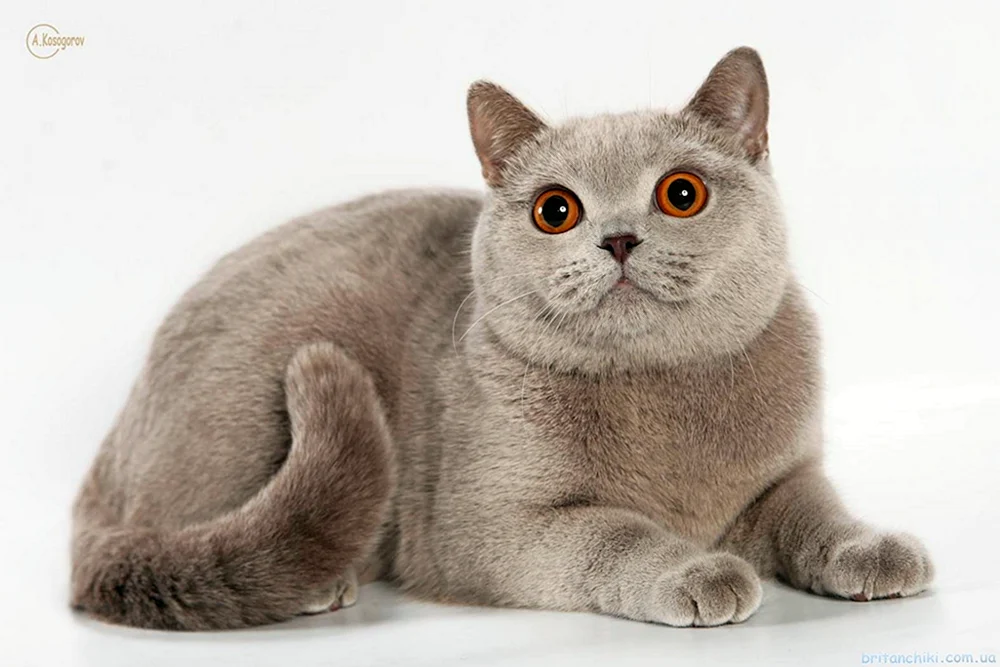 Britisch Kurzhaar Katze lila