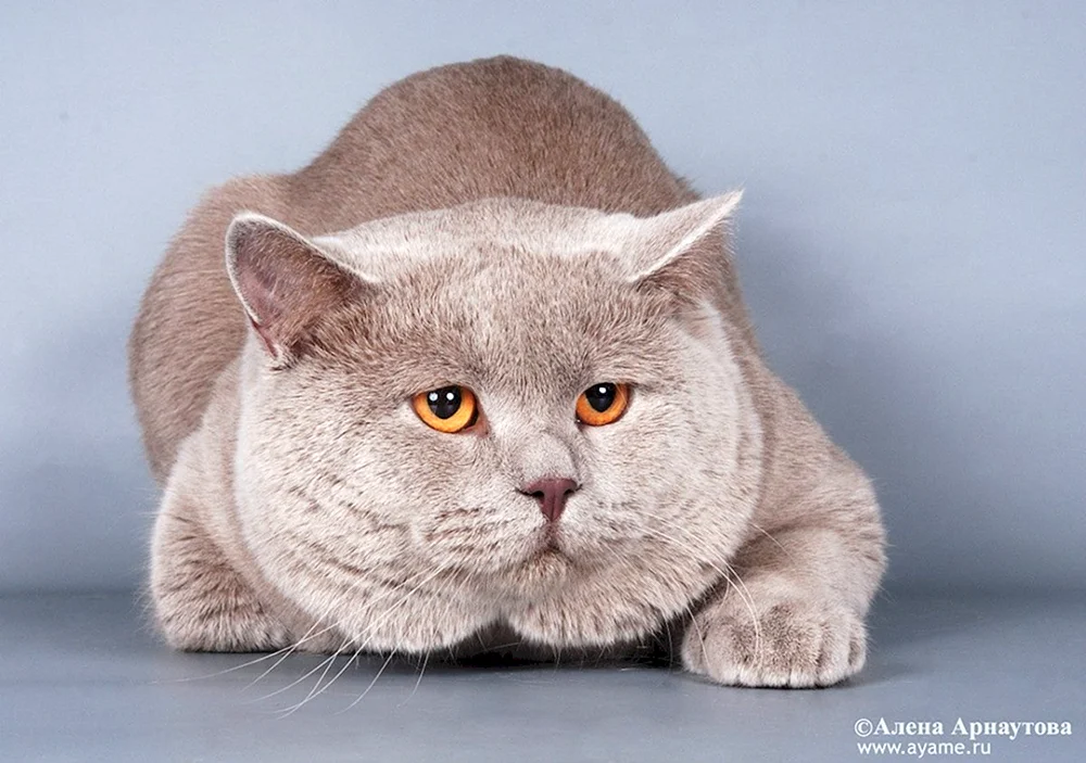 Britisch Kurzhaar lilac Katze
