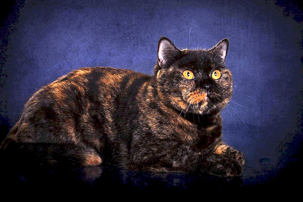 Britische schildpatt Katze