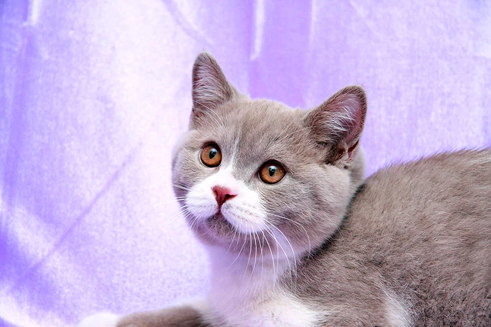 Britische Katze lilac bicolor