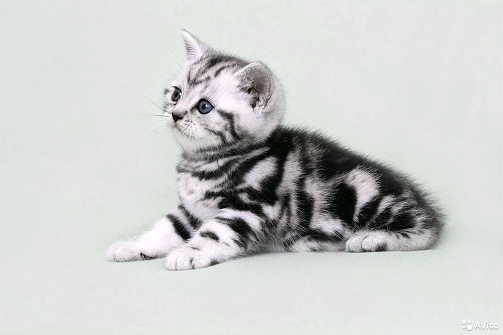 Britische gestromte Katze marmoriert