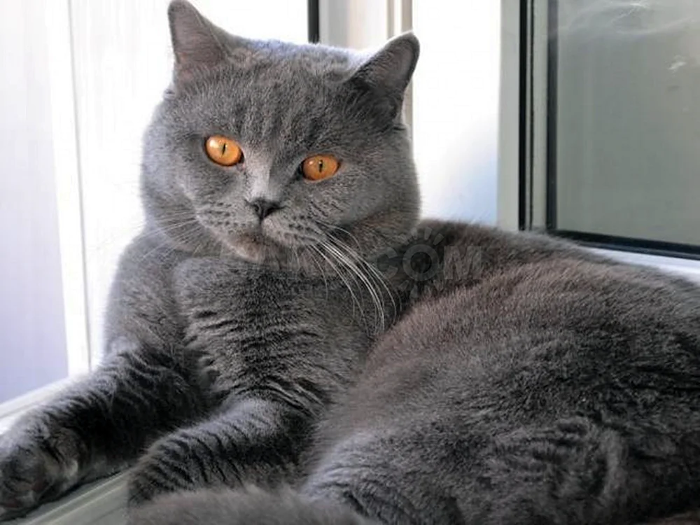 Britische Katze gerade-ohrig grau