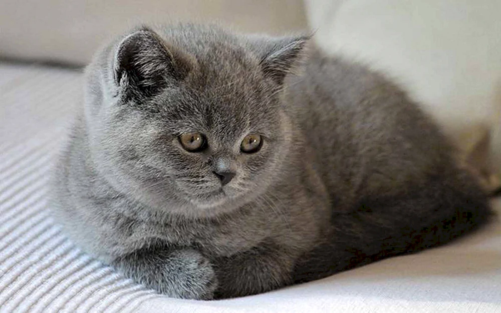 Britische Katze gerade-ohrig grau