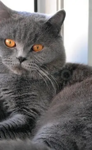 Britisch Straight Grey