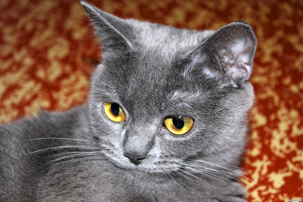 Britisch Straight Grey Katze