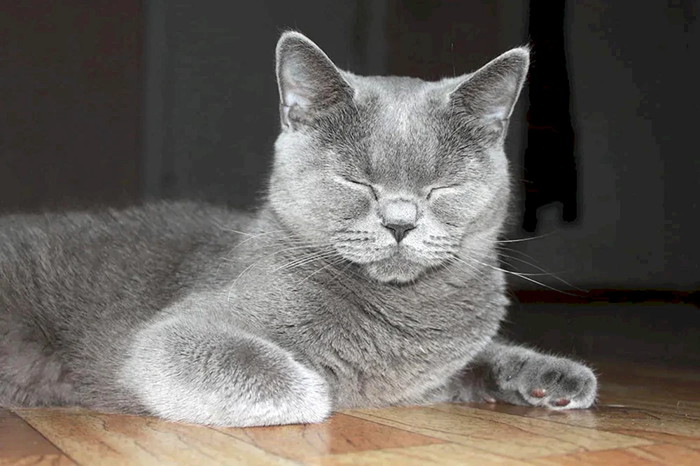 Schottisch Schottisch Scottish Straight Katze