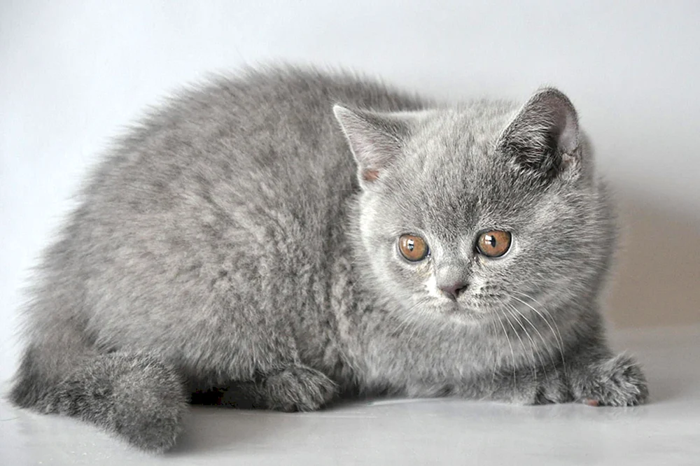 Britisch Straight Grey Katze gerade grau
