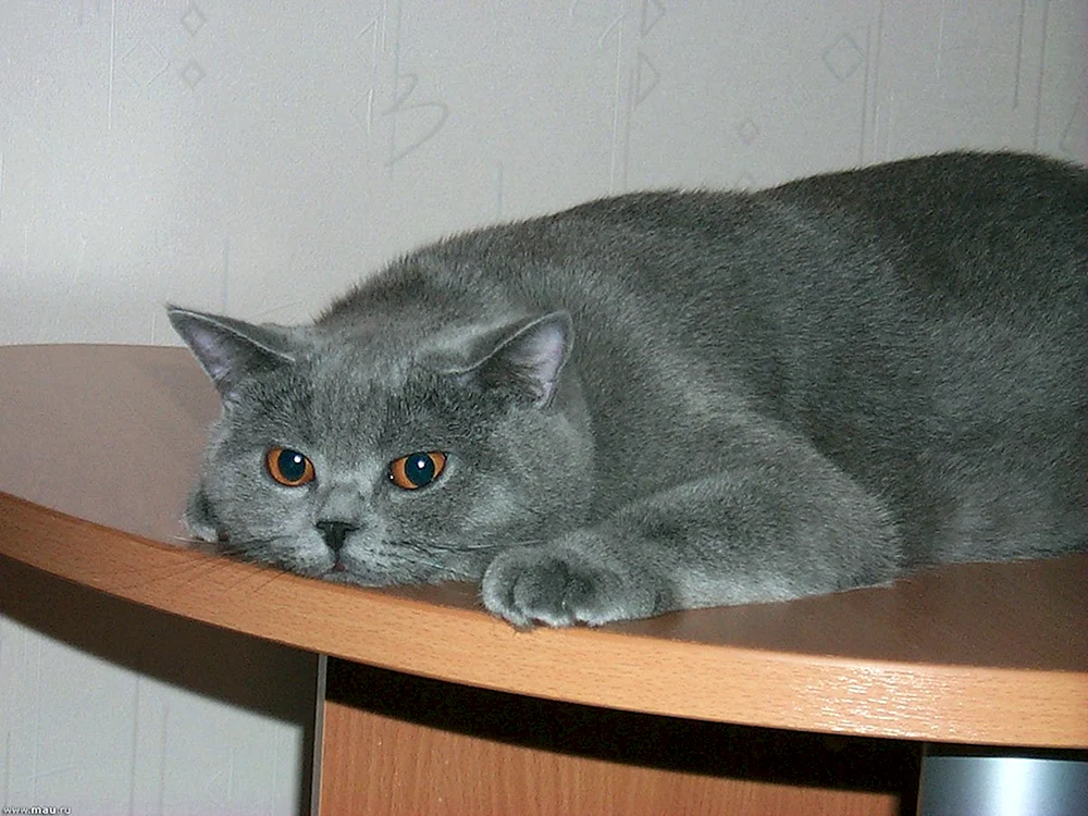 British cat straight-eared grau