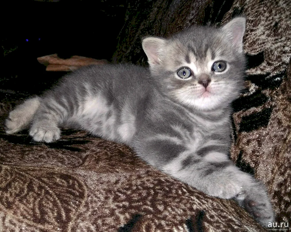 Britische Katze geradeohrig grau
