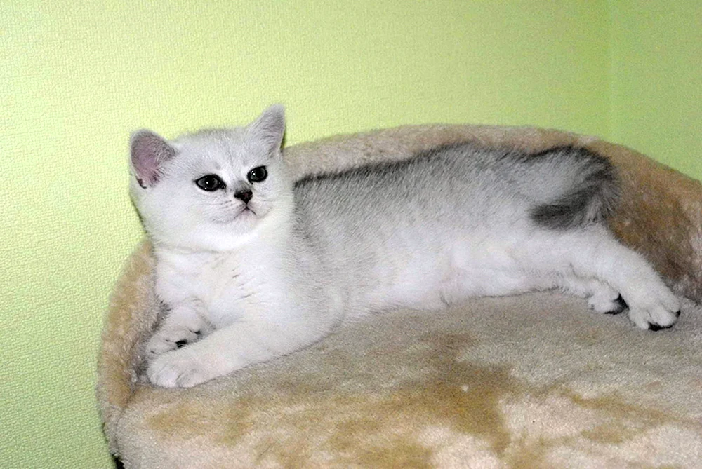 Britische Silberkatze Chinchilla