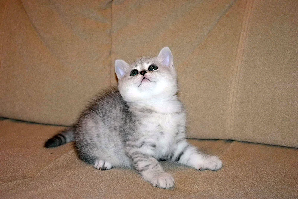 Britisches Chinchilla Silber Blued