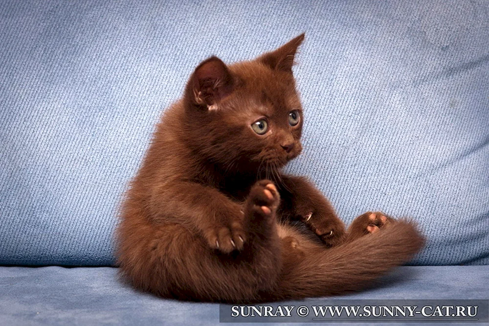 Britisch Cinnamon Kurzhaar Katze