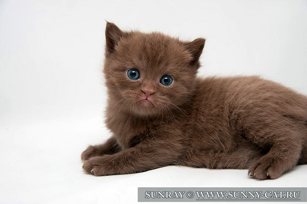 Britisch Zimtkatze