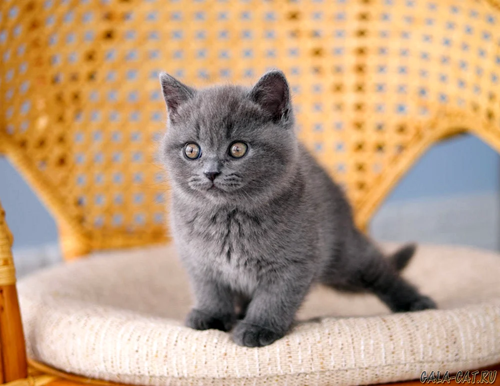 Britische blaue Katze