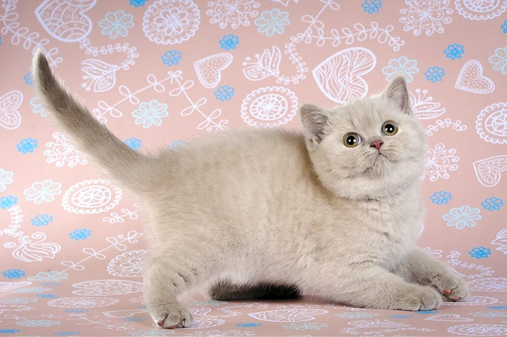 Britisch mauve Katze tabby