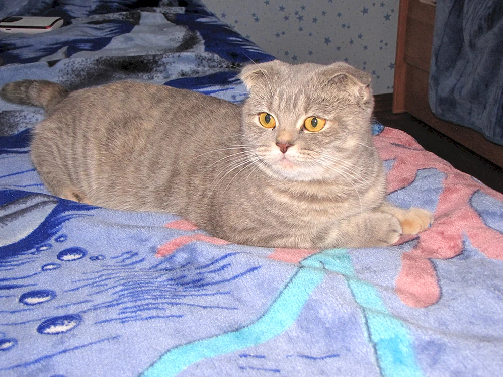 Britische Mestizenkatze Mestizo-Katze mit Hängeohren