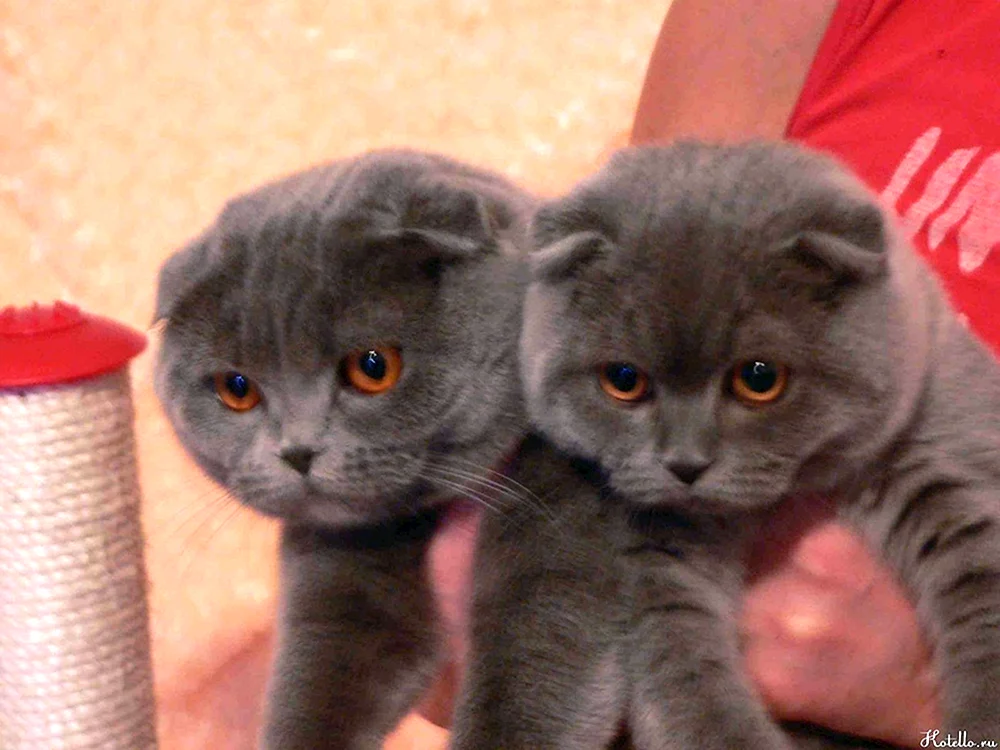 Britische Schopfkatze métis