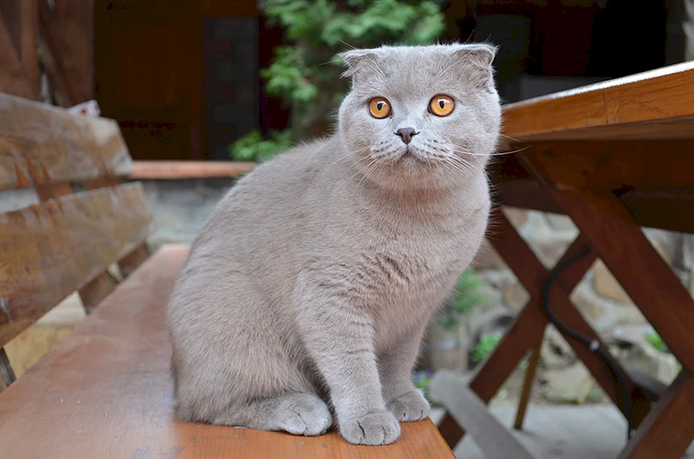Métis Perser und Schottische Schopfkatze